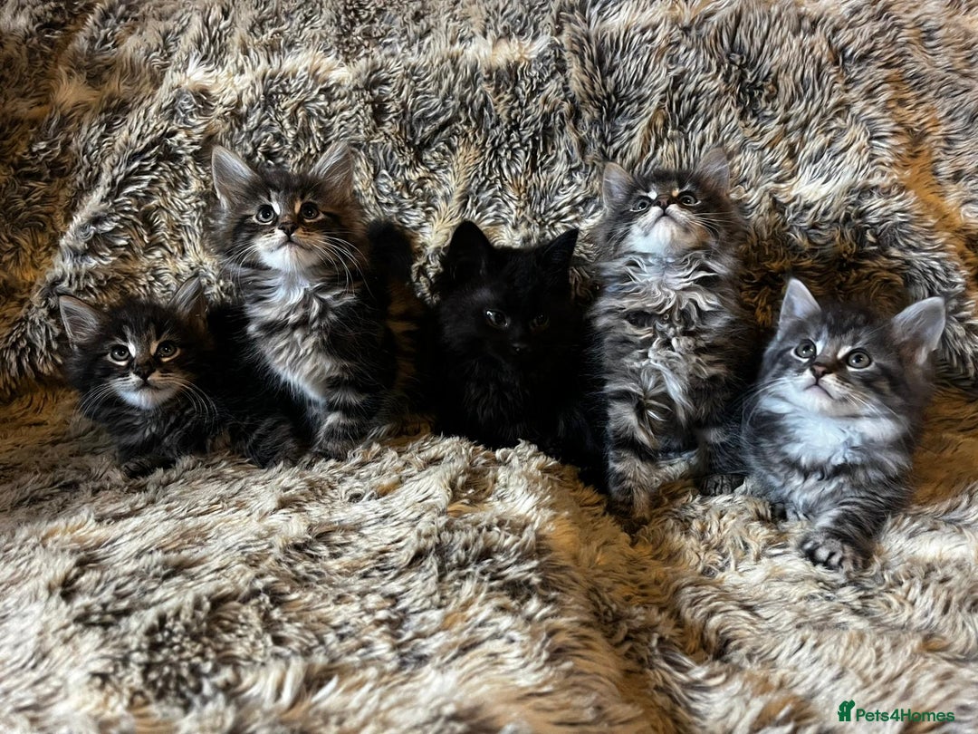Maine Coon cats for sale: Maine coon kittens - Image 6