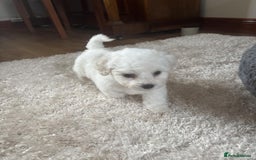 Bichon Frise dogs for sale: Full health checked bichon puppies - Image 2