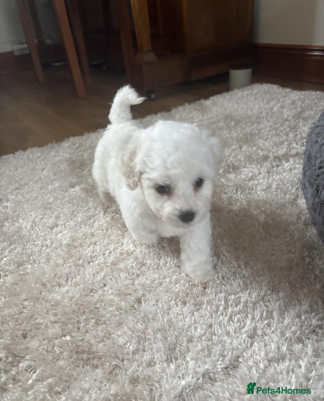 Bichon Frise dogs for sale: Full health checked bichon puppies - Image 2
