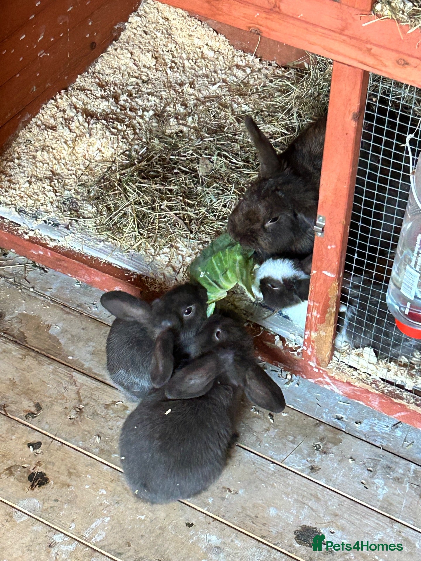 Mixed Breed rabbits for sale: 3 baby lop bunnies - Advert 1
