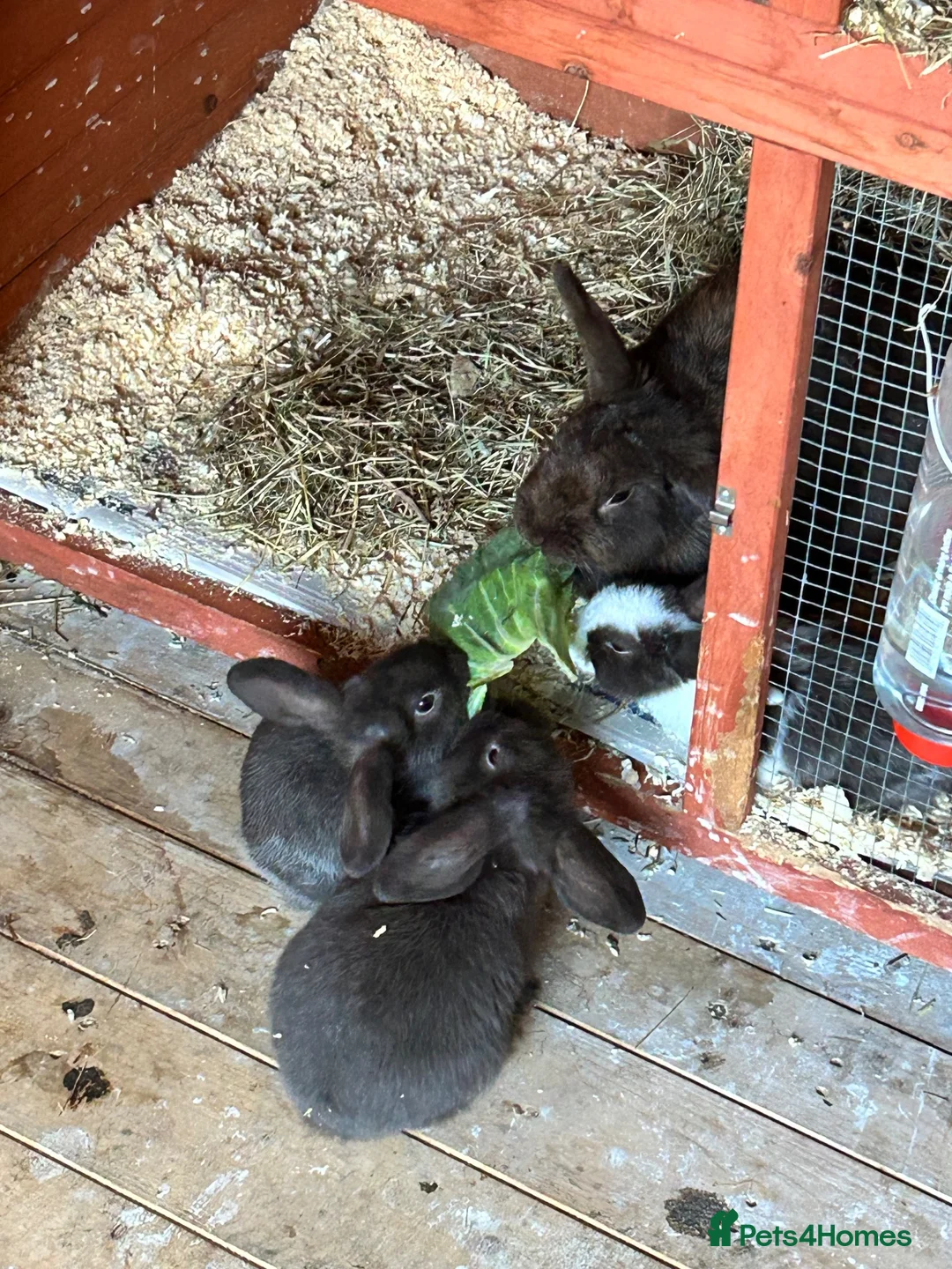 Mixed Breed rabbits for sale: 3 baby lop bunnies - Advert 1