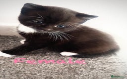 Mixed Breed cats for sale: Delightful mix-breed Siamese-black tabby-kittens - Image 17