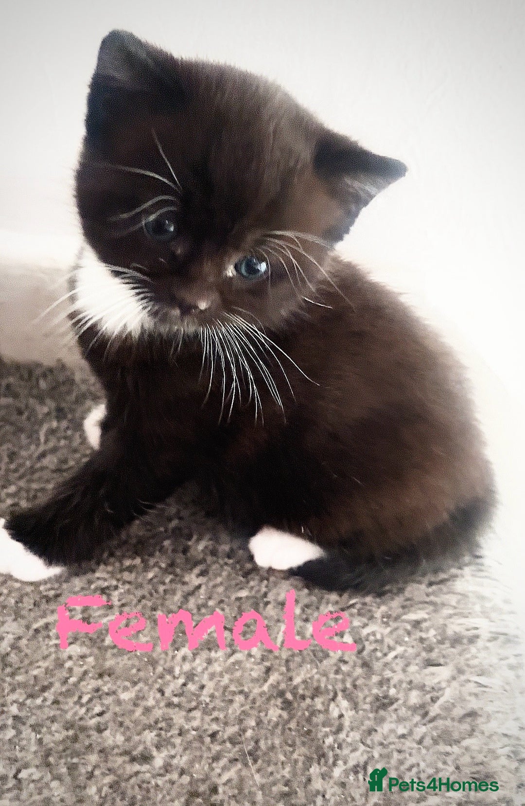 Mixed Breed cats for sale: Delightful mix-breed Siamese-black tabby-kittens - Image 17