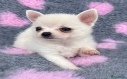 Pomchi dogs for sale: Super TINY white chihuahua x Korean Pom READY NOW - Image 8