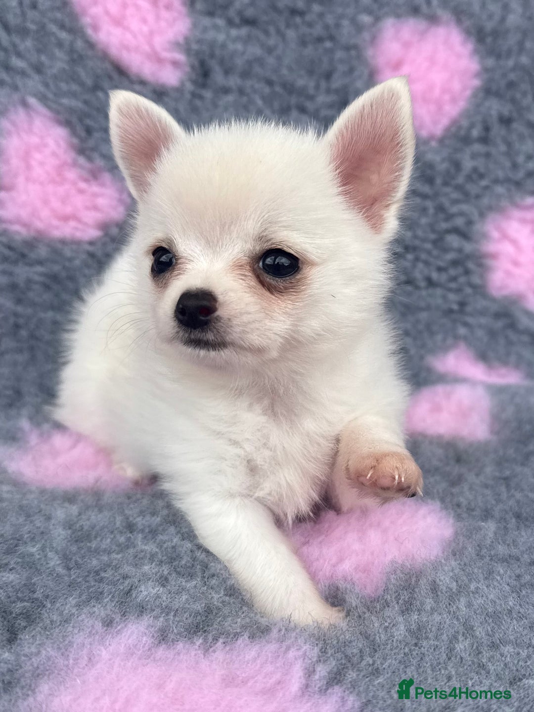 Pomchi dogs for sale: Super TINY white chihuahua x Korean Pom READY NOW - Image 8