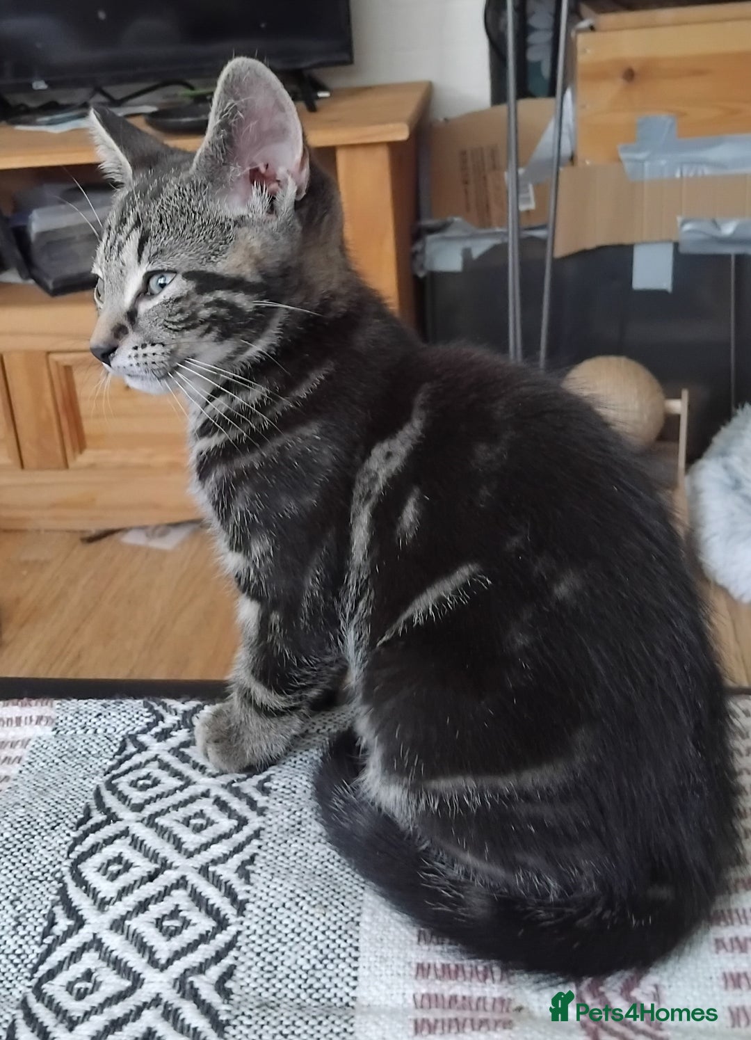 Mixed Breed cats for sale: 2 male kittens - Image 4