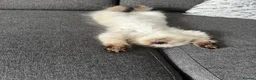 Ragdoll cats for sale: 3 Ragdoll kittens for sale - Advert 9