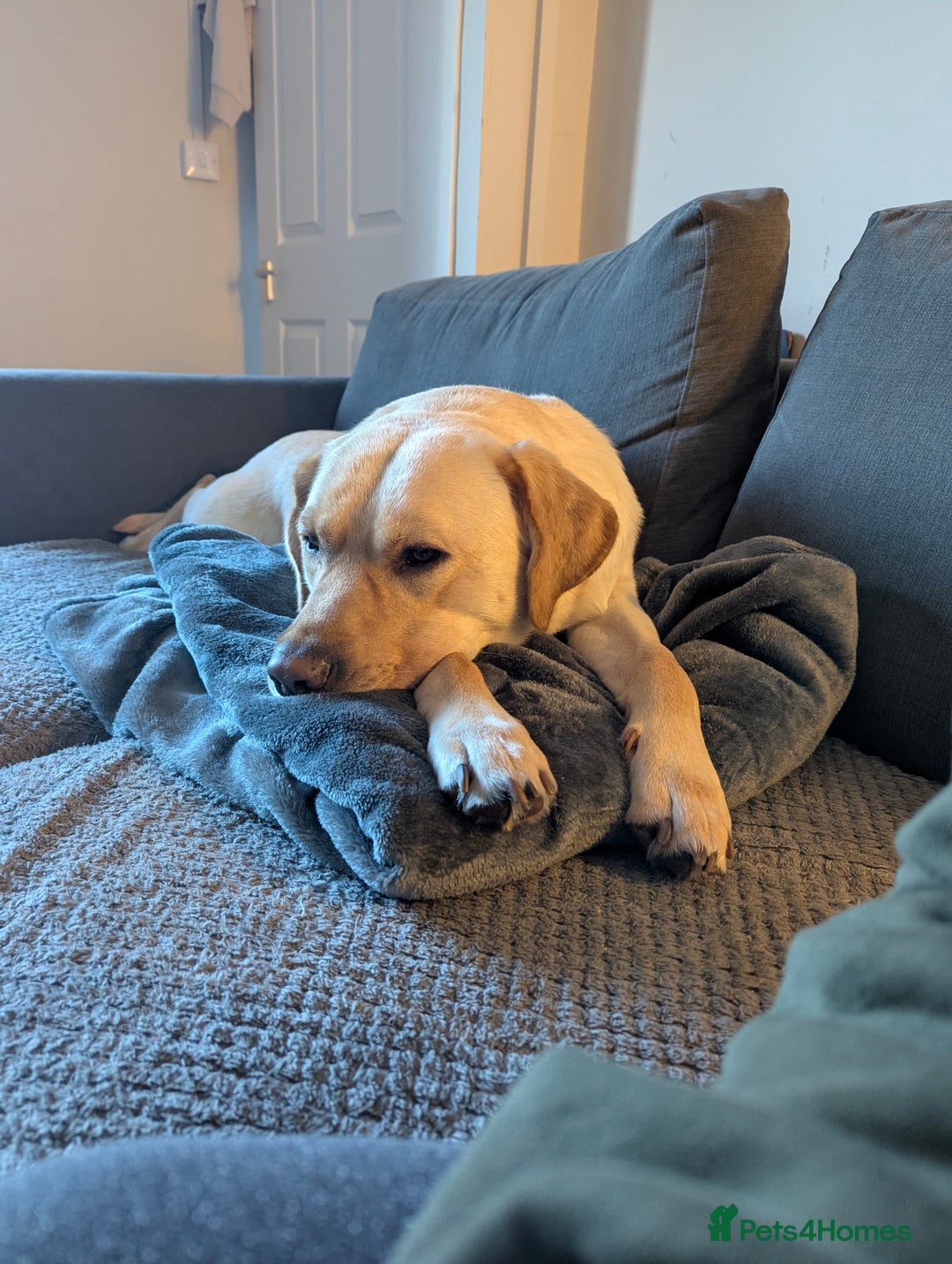 Labrador Retriever dogs for stud: Large male  - Advert 2