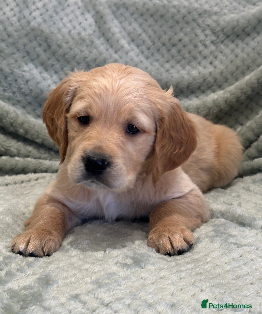 Golden Retriever dogs for sale: Quality litter of KC reg Golden Retriever Puppies  - Advert 34