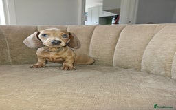 Miniature Dachshund dogs for sale: Beautiful Mini Dachshunds looking for their homes! - Image 13