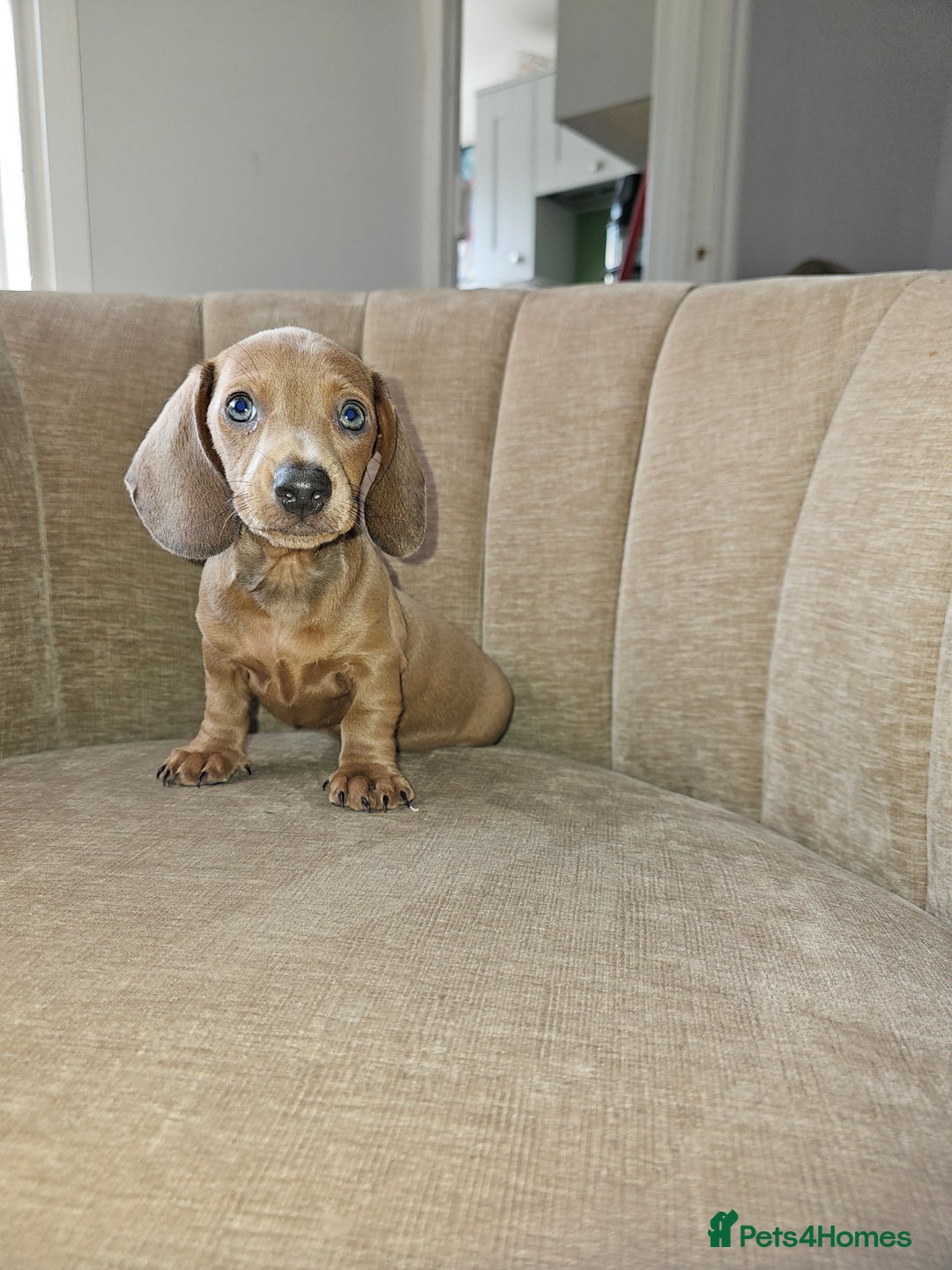 Miniature Dachshund dogs for sale: Beautiful Mini Dachshunds looking for their homes! - Image 13