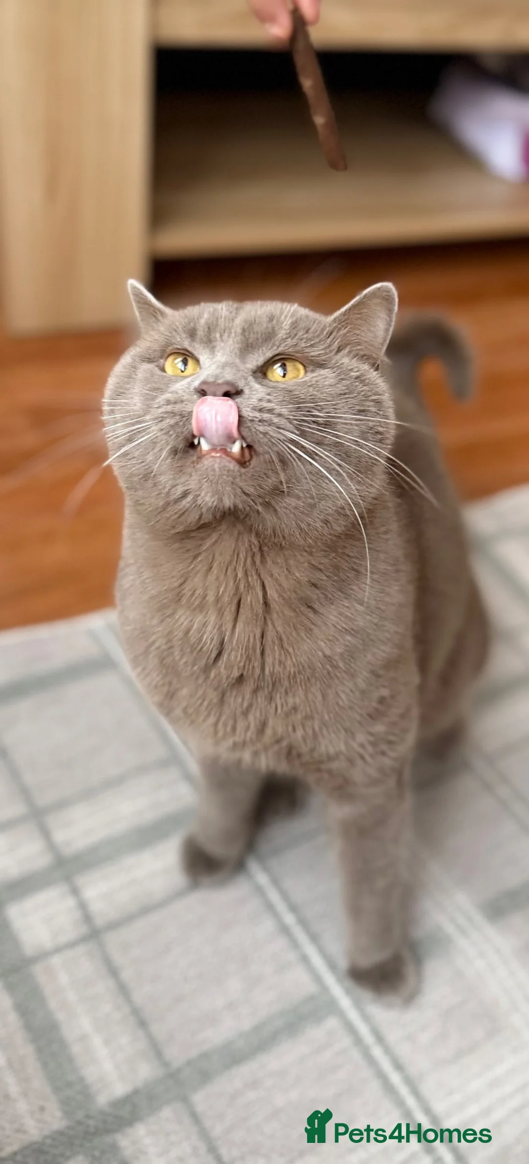 British Shorthair cats for sale: Bear, fawn/lilac Male British Shorthair  - Advert 15