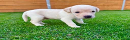 Labrador Retriever dogs for sale: KC Registered Labrador Babies 🐾🐾🐾 - Advert 24