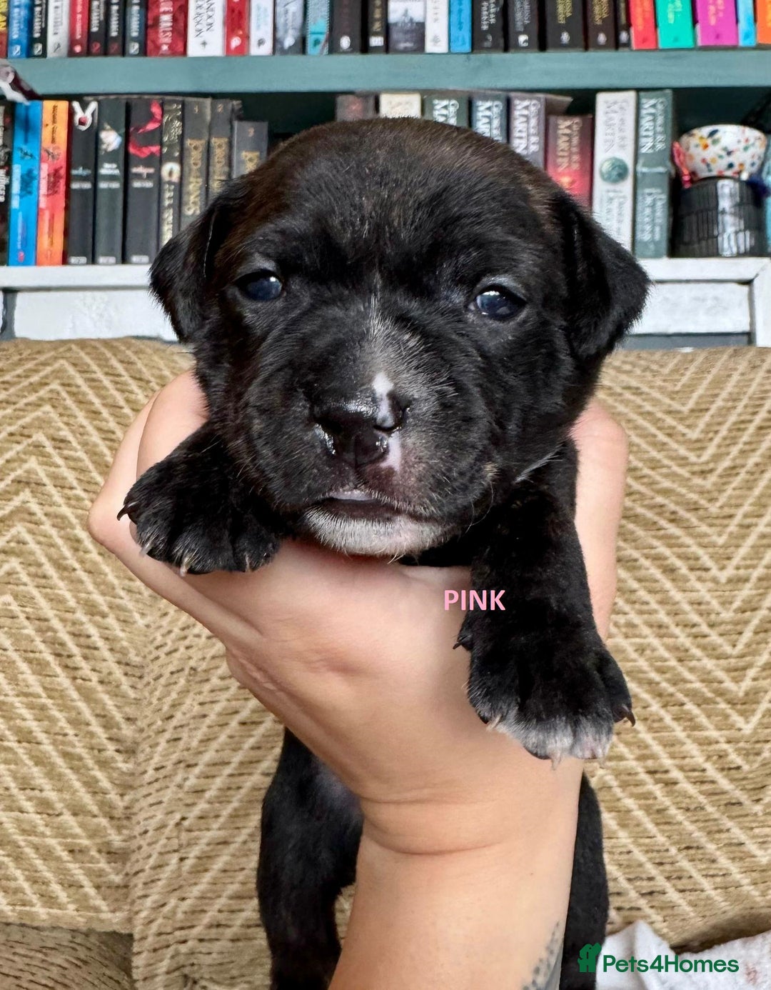 Staffordshire Bull Terrier dogs for sale: Pedigree Staffordshire Bull Terrier Puppies - Image 18