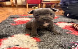 Staffordshire Bull Terrier dogs for sale: Gorgeous KC Reg/Health Tested Blue SBT Puppies - Image 40