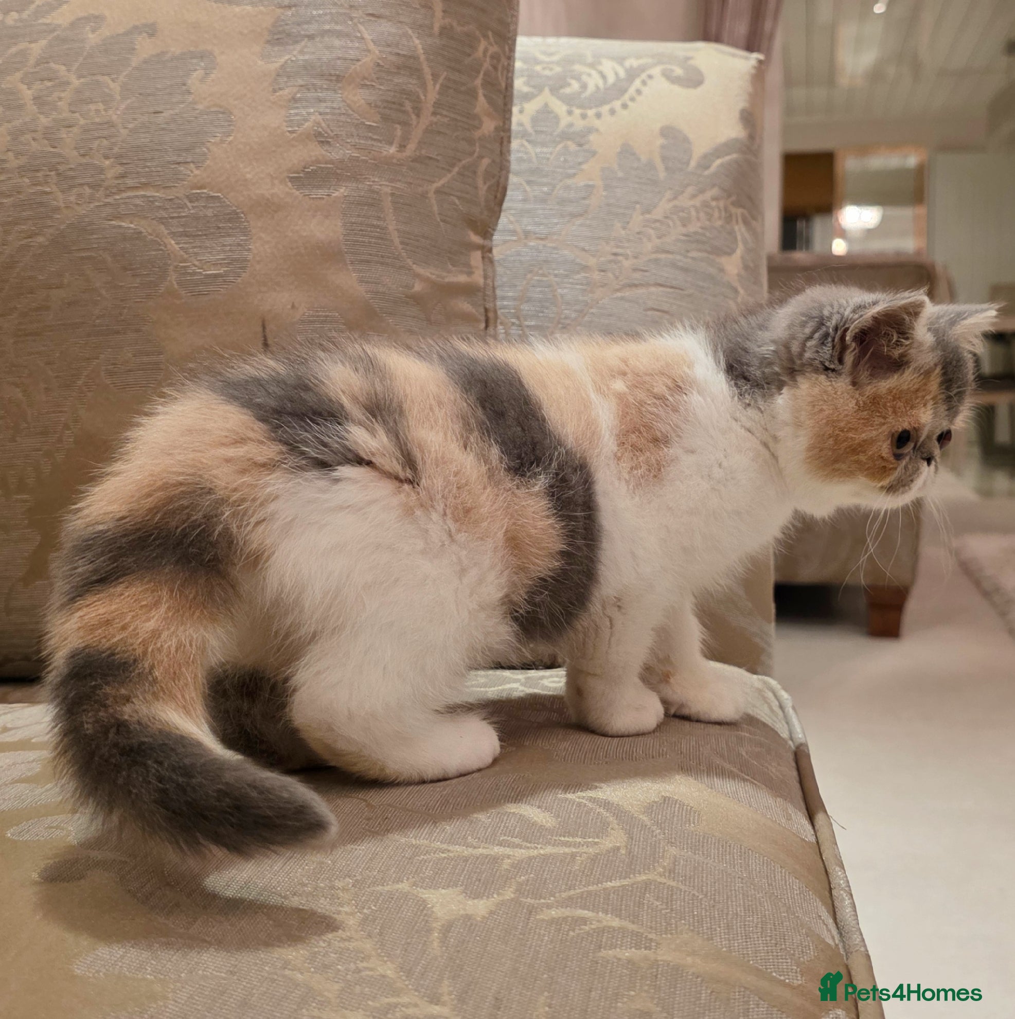 Exotic cats Adorable Exotic Shorthair girls. Ready now! - Advert 3