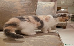 Exotic cats for sale: Adorable Exotic Shorthair girls. Ready now! - Advert 4