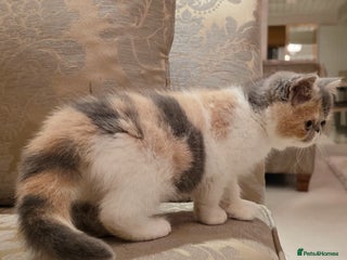 Exotic cats Adorable Exotic Shorthair girls. Ready now! - Advert 4