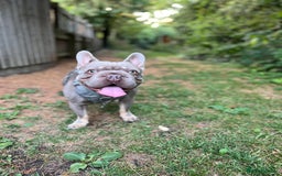 French Bulldog dogs for sale: ** male French bulldog - Image 6