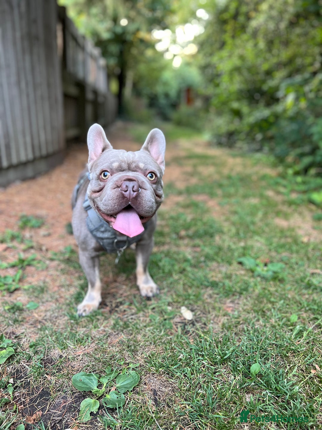 French Bulldog dogs for sale: ** male French bulldog - Image 6