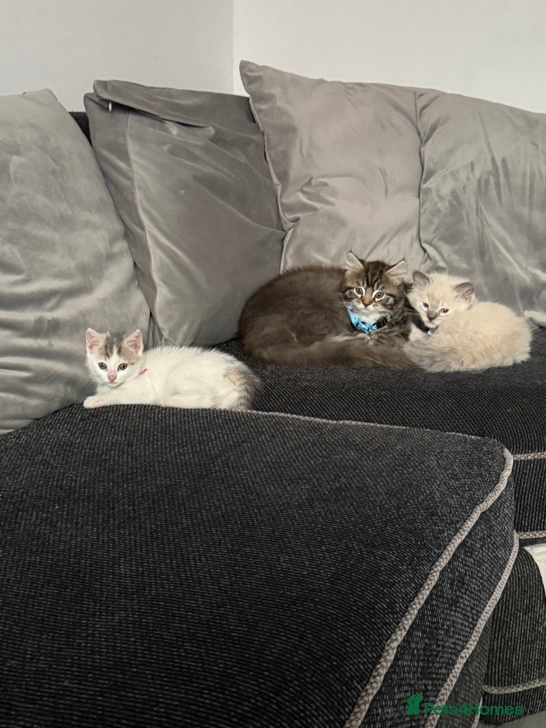 British Shorthair cats for sale: Beautiful BSH 2 male 1 female  - Image 30
