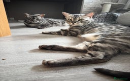 Bengal cats for sale: TICA Registered Silver Bengal Pair - Image 17
