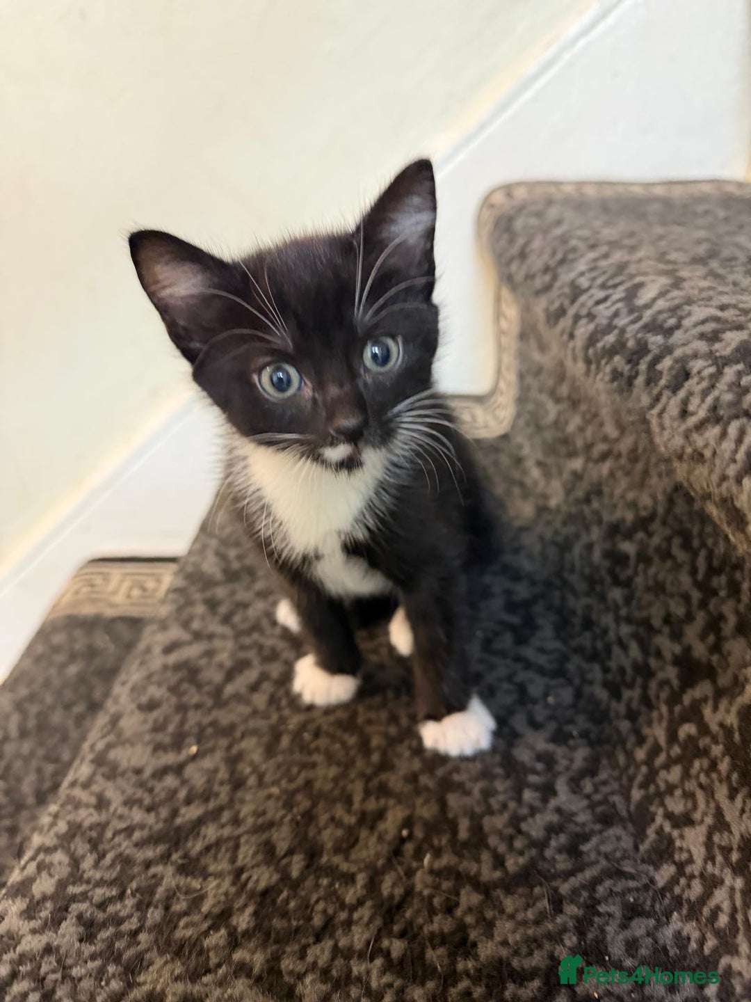 Mixed Breed cats for sale: 3 Tabby Kittens - Advert 2