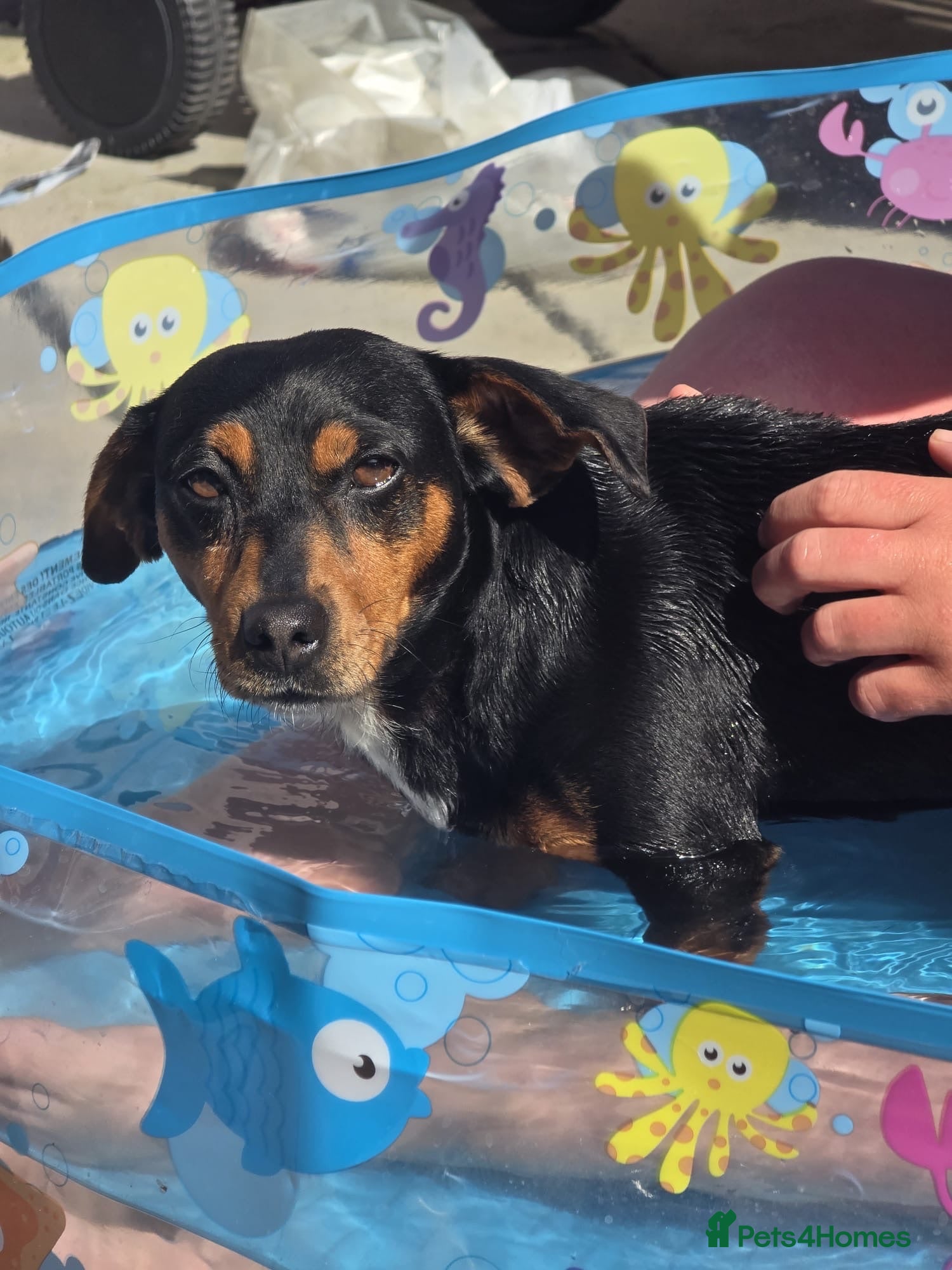 Jack Russell dogs For sale  - Advert 3