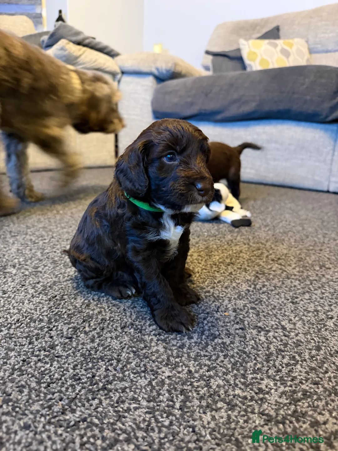 Cockapoo dogs for sale: Beautiful cockapoo puppies  - Advert 11