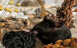 Hamster rodents for sale: Adorable Female Syrian Hamster for Adoption  - Image 7