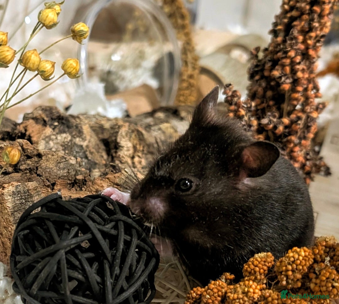 Hamster rodents for sale: Adorable Female Syrian Hamster for Adoption  - Image 7