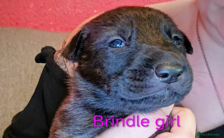 Mixed Breed dogs - Advert 1