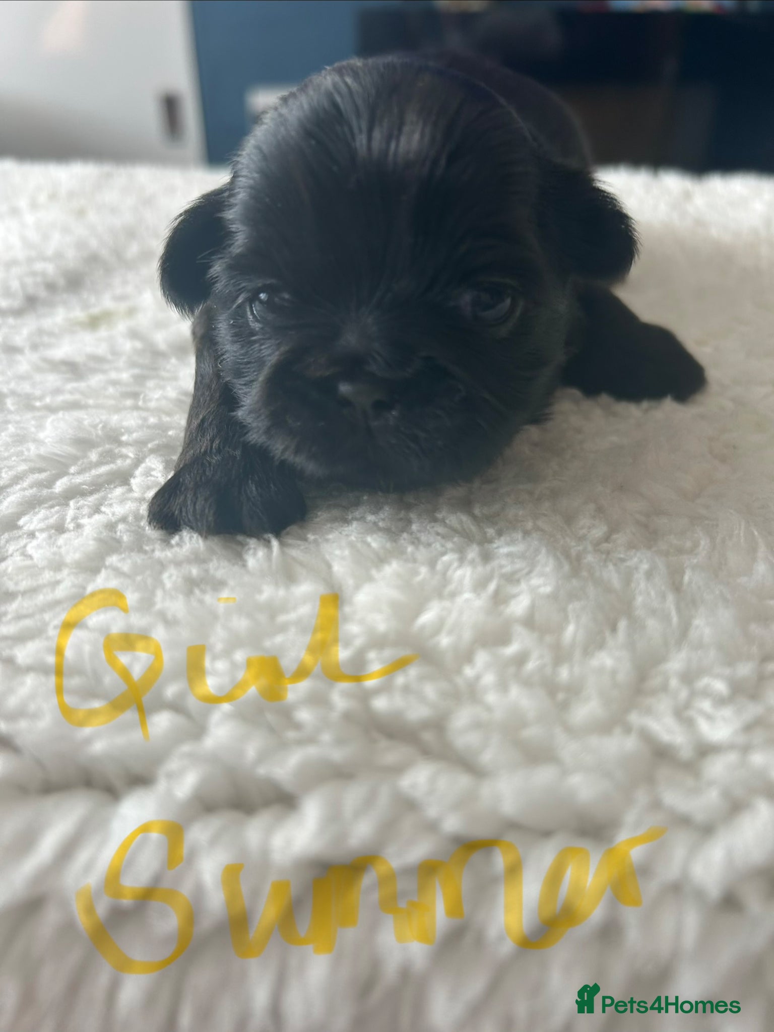 Shih Tzu dogs for sale: Full pedigree imperial Shih ztu - Advert 14