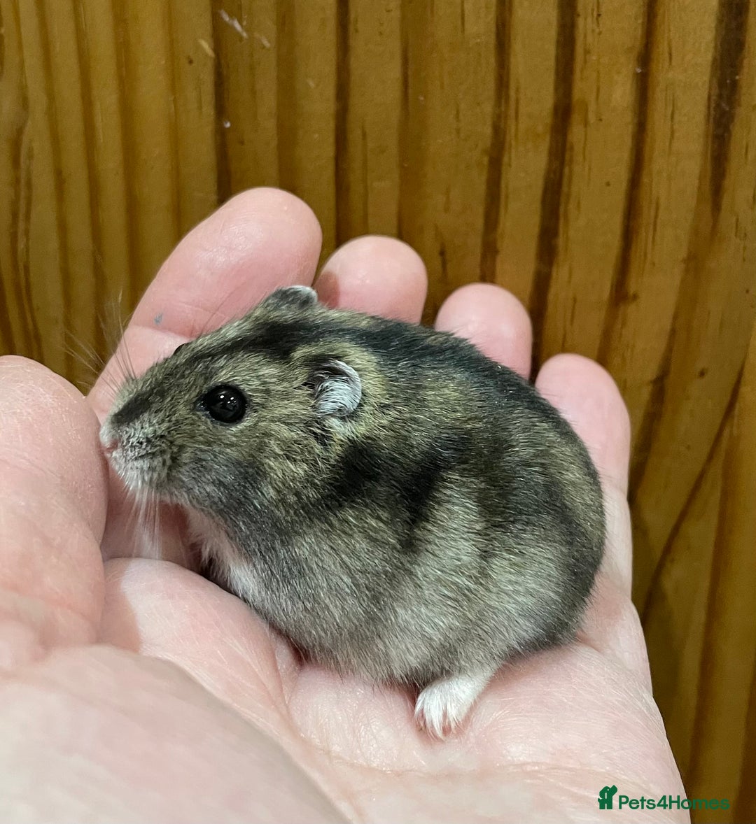 Hamster rodents for sale: Young female Winter White Russian hamster. - Advert 7