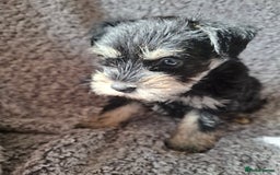 Miniature Schnauzer dogs for sale: Miniature Schnauzer beauties - Image 7