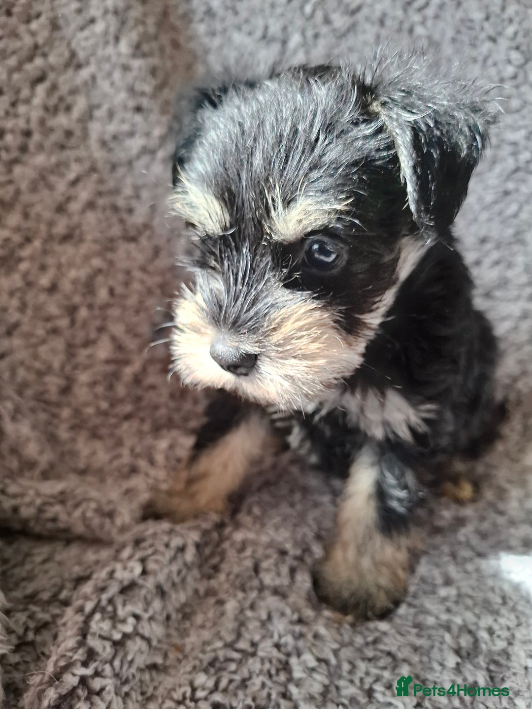 Miniature Schnauzer dogs for sale: Miniature Schnauzer beauties - Image 7