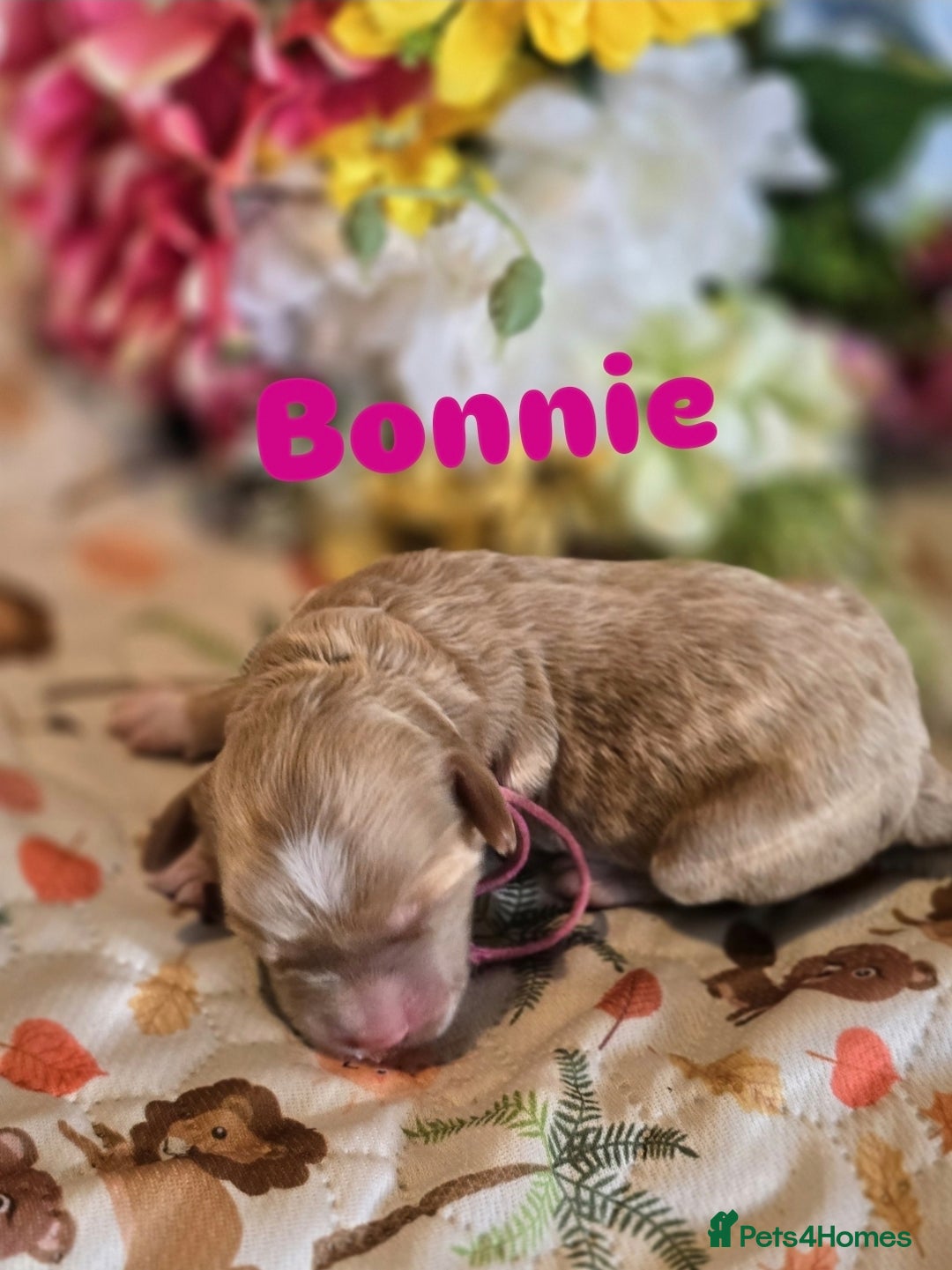 Cockapoo dogs for sale: American cockerpoo licensed Breeder health tested  - Image 7
