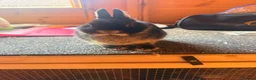 Netherland Dwarf rabbits for sale: Pure bred netherland dwarfs - Advert 2