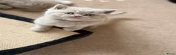 British Shorthair cats for sale: Loving Home-Raised British Shorthair Kittens - Advert 8