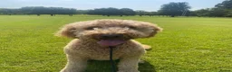 Goldendoodle dogs for sale: READY NOW Last Remaining F2b Goldendoodle puppies  - Advert 8