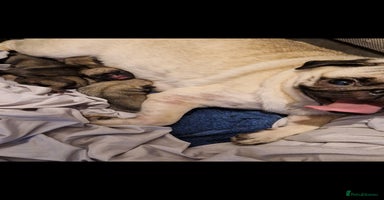 Pug dogs - Advert 13