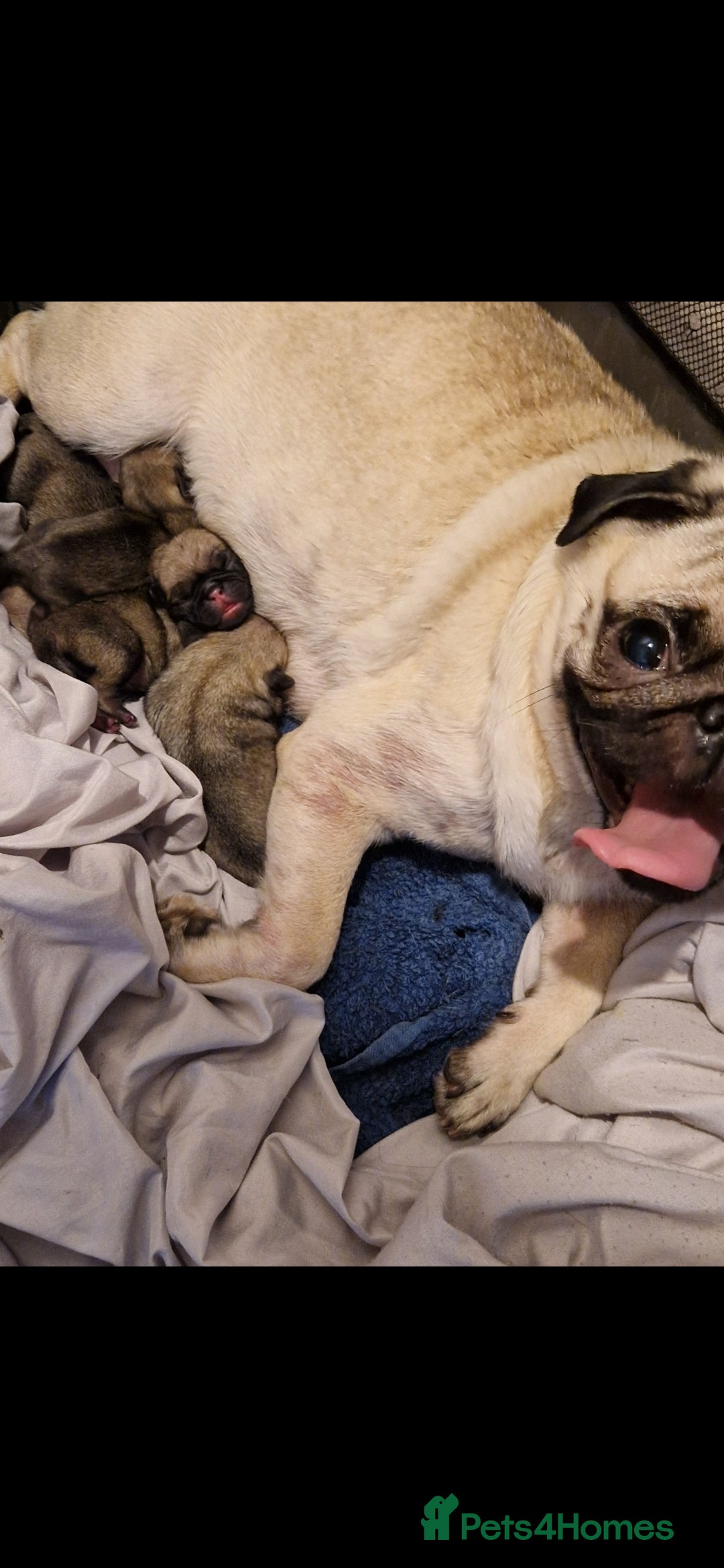 Pug dogs for sale: Perfect pug pups - Image 2