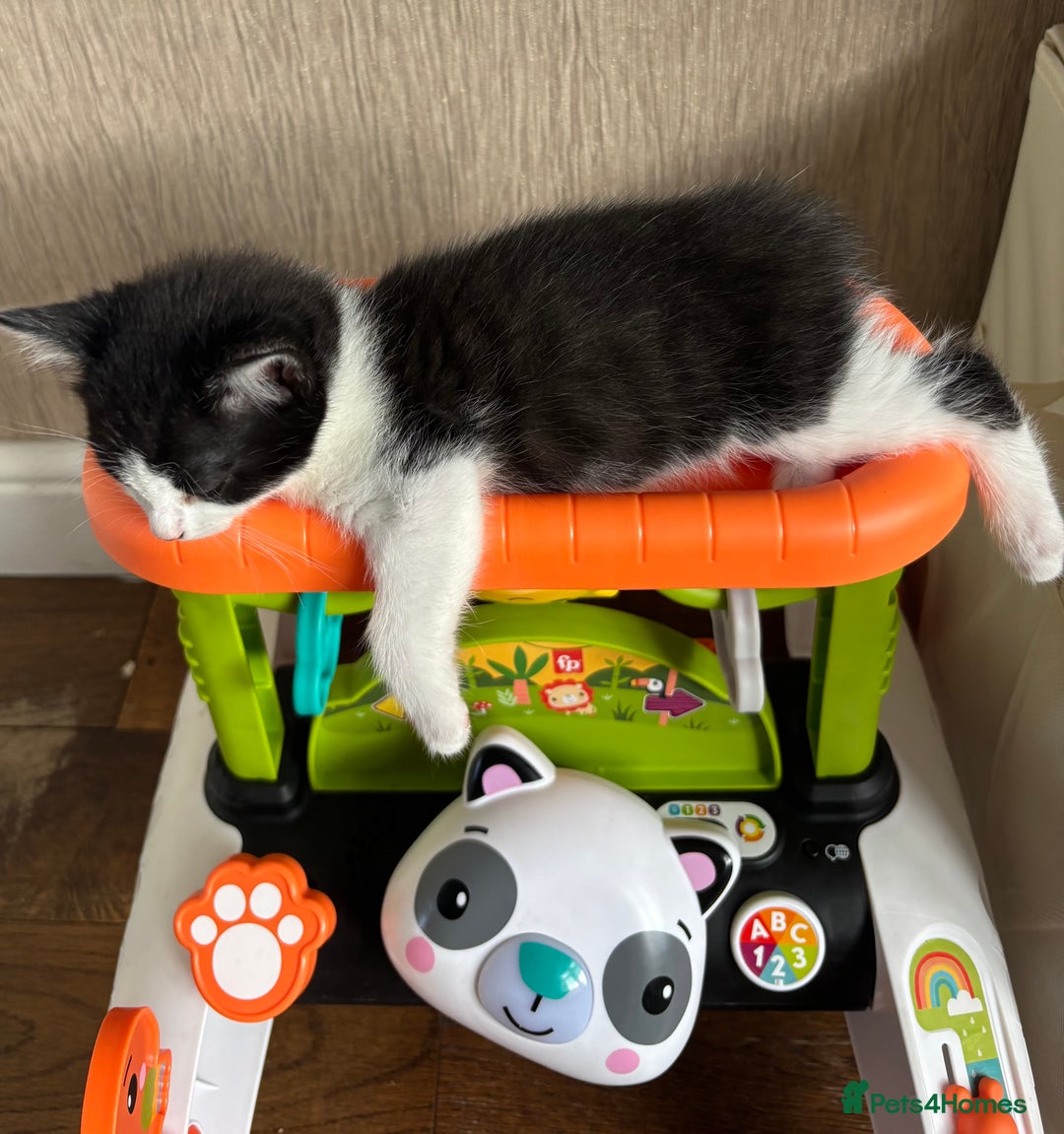British Shorthair cats for sale: Cute kittens  - Image 3