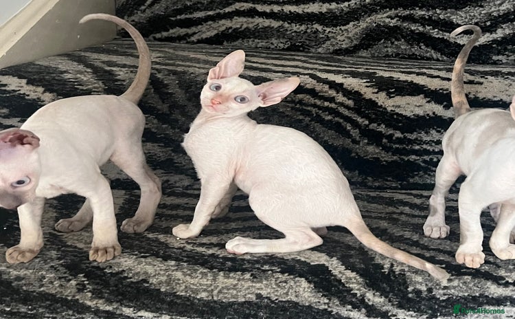 Cornish Rex cats - Advert 1