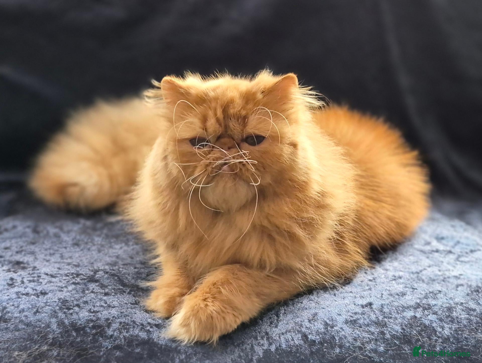 Persian cats Beautiful Red persian girl - 14 months old - Advert 1