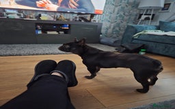 French Bulldog dogs for sale: FRENCH bulldog - Image 3