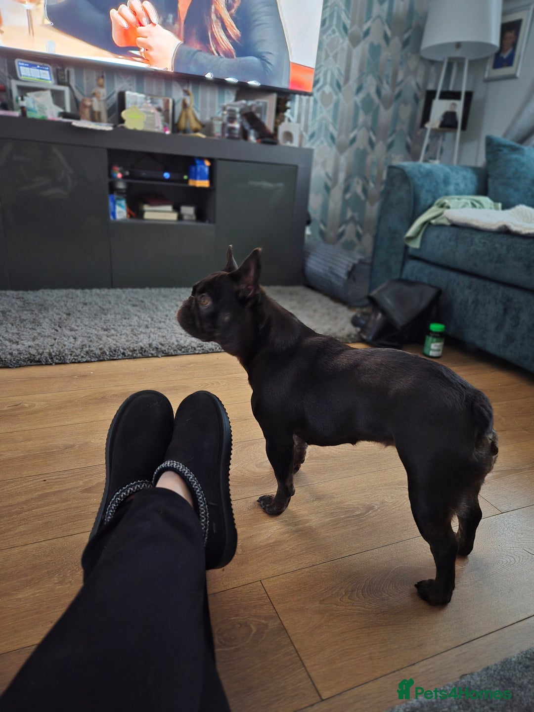 French Bulldog dogs for sale: FRENCH bulldog - Image 3