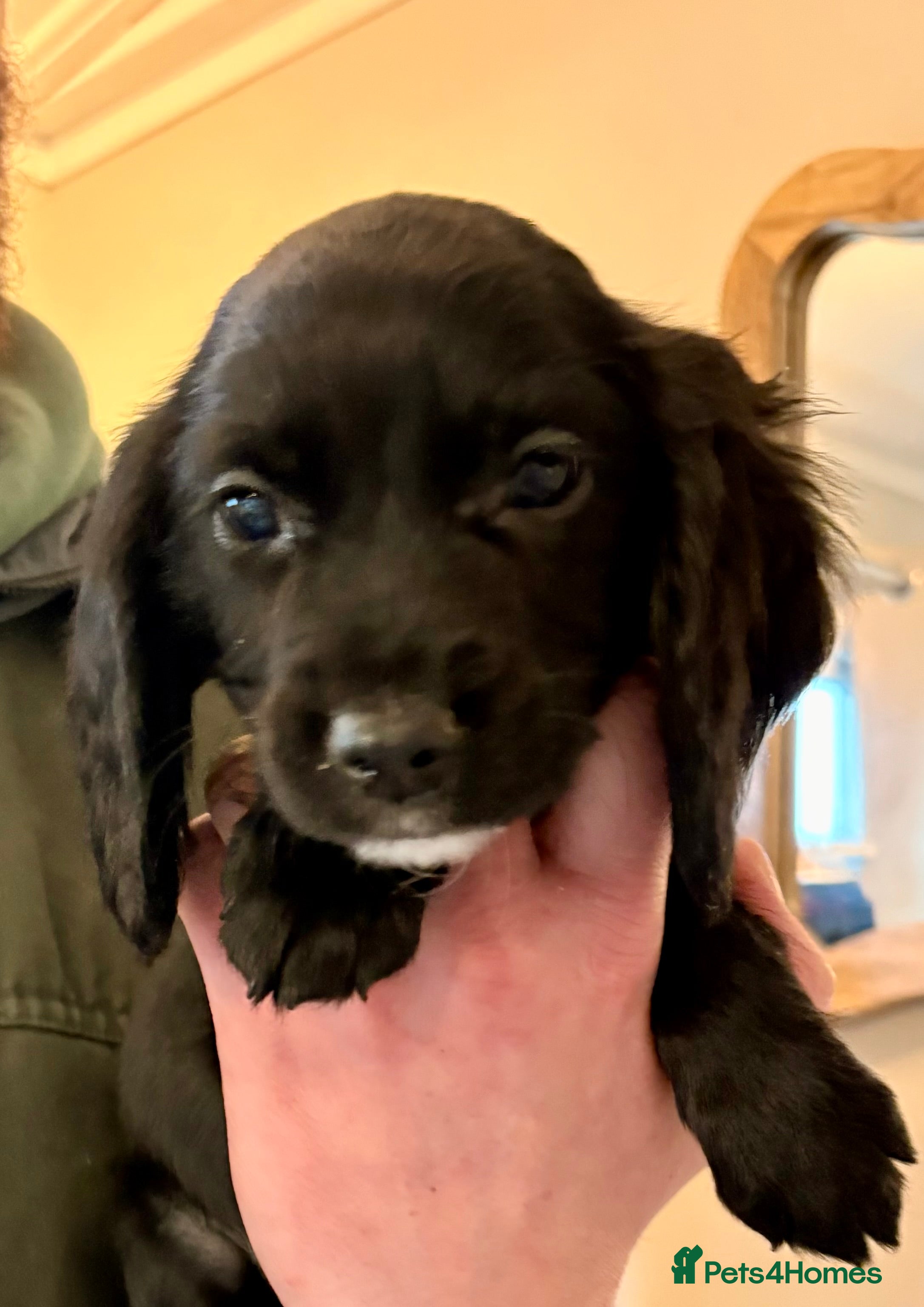 Sprocker dogs Beautiful Sprocker Puppies  - Advert 3