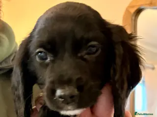 Sprocker dogs Beautiful Sprocker Puppies - Advert 3