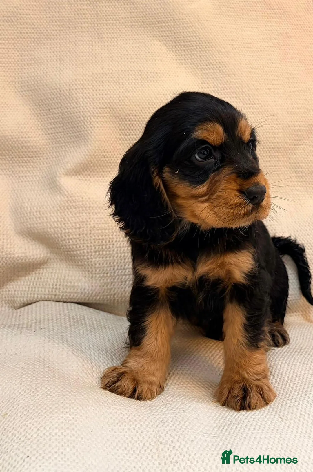 Cocker Spaniel dogs for sale: Cocker Spaniel Puppies - Advert 15
